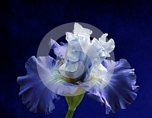 Blue and white iris flower isolated on a vintage royal blue background