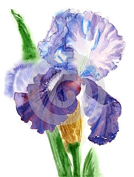 Blue White Iris Watercolor