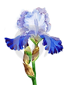 Blue White Iris Watercolor
