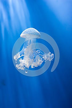Blue and white jellyfish with tentacles swiming  in an aquarium photo