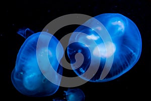 Blue with white jellyfishes glowing in the dark, marine life background