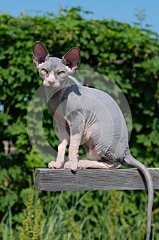 Blue and white kitten of Sphynx Hairless Cat breed sits high on crossbar outdoors in relaxed pose