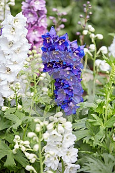 Blue and white larkspur flowers