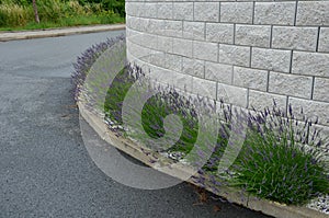 Blue, white lavender near a concrete panel wall, a fence made of cement boards. lavender cut into a sphere. mulch made of white li