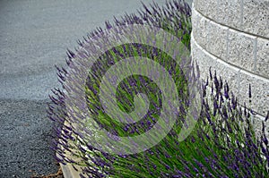 Blue, white lavender near a concrete panel wall, a fence made of cement boards. lavender cut into a sphere. mulch made of white li