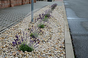 Blue, white lavender near a concrete panel wall, a fence made of cement boards. lavender cut into a sphere. mulch made of white li