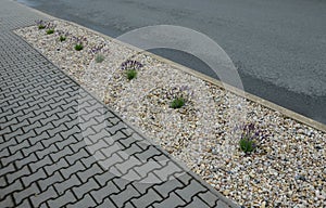 Blue, white lavender near a concrete panel wall, a fence made of cement boards. lavender cut into a sphere. mulch made of white li