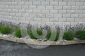 Blue, white lavender near a concrete panel wall, a fence made of cement boards. lavender cut into a sphere. mulch made of white li