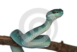 Blue white lipped pitviper snake on white