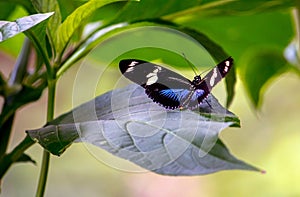 Blue and white longwing butterfly