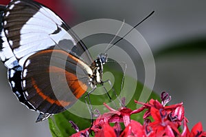 Blue and white longwing heliconius cydno