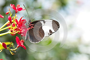 Blue and White Longwing, Heliconius cydno, butterfly and red flowers