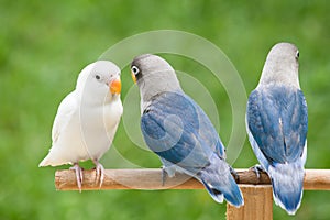 Blue and white lovebird standing on the perch
