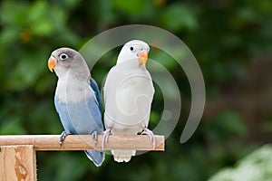 Blue and white lovebird standing on the perch on blurred garden background