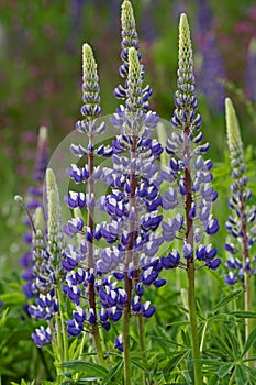 Blue and white lupins on a meadow