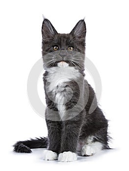 Blue and white Maine Coon cat