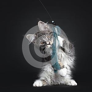 Blue with white Maine Coon cat on black