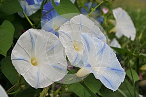 Blue and white morning glories greet the summer day