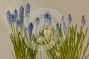 Blue and white muscari on gray background