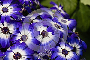 Blue and white osteospermum flowers