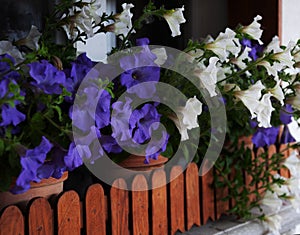 blue and white petunias on the windowsill outside in summer