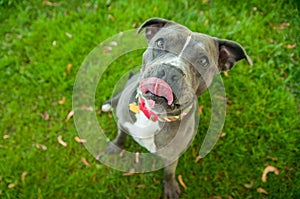 Blue and white pit bull licking lips