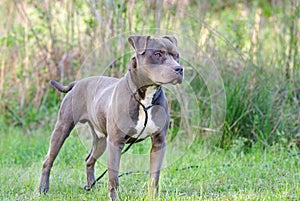 Blue and white Pit Bull Terrier bulldog