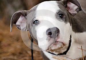 Blue and white pitbull puppy dog