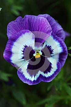 Blue-and-white violet Viola big flower with yellow heart