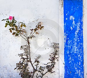 Blue White Wall Pink Rose Obidos Portugal