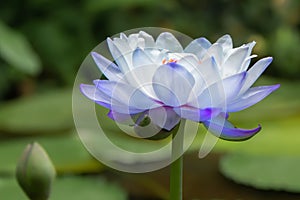 Blue white water lily Nymphaea caerulea