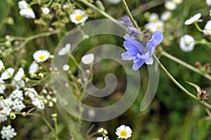 Blue and white wildflowers on the field