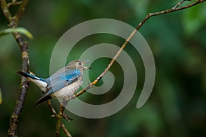 Blue-and-white or Zappeys Flycatcher, Cyanoptila cyanomelana photo