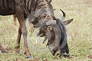 Blue widebeest (gnu) grazing