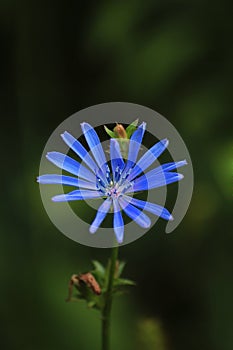 Blue wild calamus flower on a green background