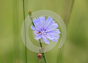 Blue wild flower