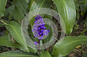 Blue wild flower