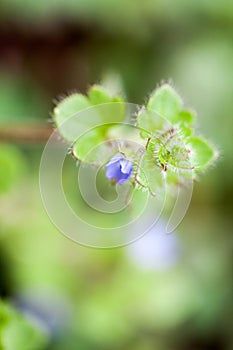 Blue wild flower in the forest