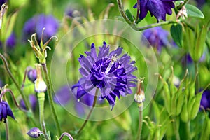 Blue Wild Flower on Meadow