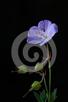 Blue wild flower - Meadow Geranium or Meadow Cranesbill Geranium pratense