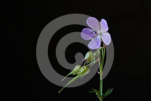 Blue wild flower - Meadow Geranium or Meadow Cranesbill Geranium pratense