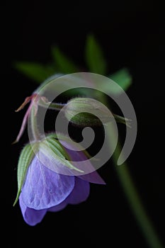 Blue wild flower - Meadow Geranium or Meadow Cranesbill Geranium pratense