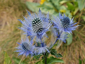 Blue wild flower thistle