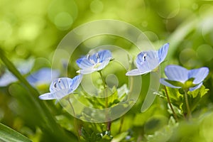 Blue wild flowers on defocused background - fresh spring nature