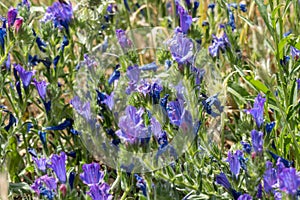 Blue wild flowers growing near Lake Liscia photo