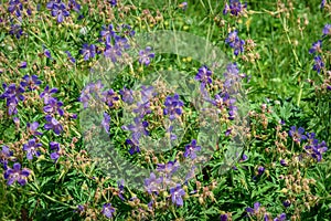 Blue wild flowers meadow geranium