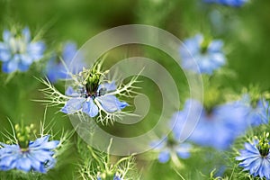 blue wild flowers