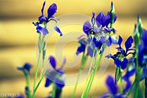 Blue wild flowers on yellow background.