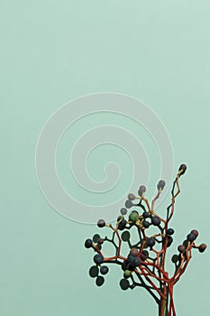 Blue wild fruit of creeper on green background