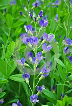 Blue wild indigo (Baptisia australis)